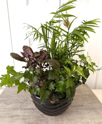 Ceramic Dish Garden 8 Inch from Aladdin's Floral in Idaho Falls